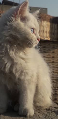Persian
