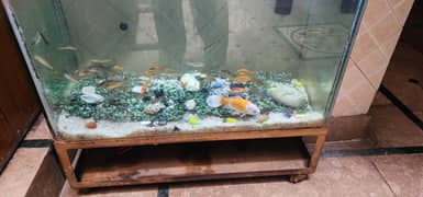 activ and healthy fishis han