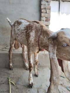 makki cheeni Beethall