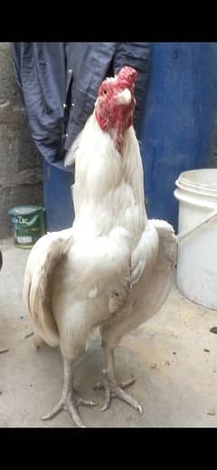 zero size Heera aseel Amroha