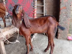 03414674896 WhatsApp call