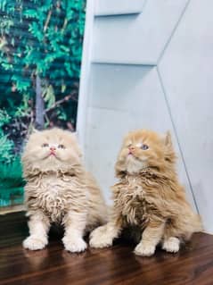 Persian kittens and adult cats