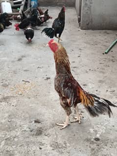 Aseel Murga with 3 Hens