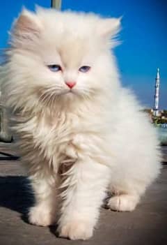 Persian kittens and adult cats