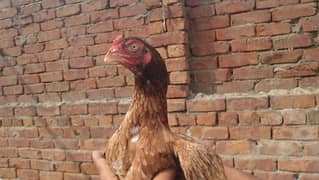 Amrohi Aseel Female for sale