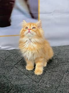 Persian kittens and adult cats