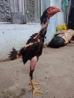 aseel patha urgent for sale black thi patha  03036068703
