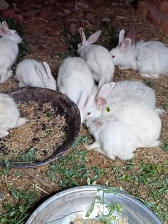red eye rabbit 03245050989