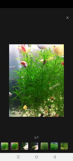 Aquarium plants and aquarium sand