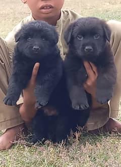German Shepherd Long Coat Pair / German Shepherd Puppies