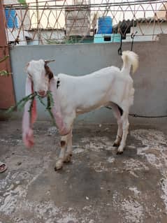 Gulabi nasal