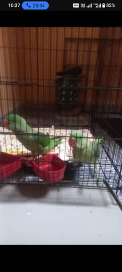 Raw parrot pair 6 month age