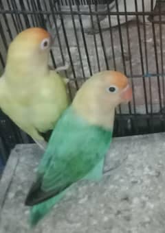 love birds parblue opaline split ino Carimino