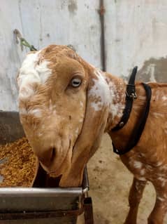 Pure makki china breeder male bacha