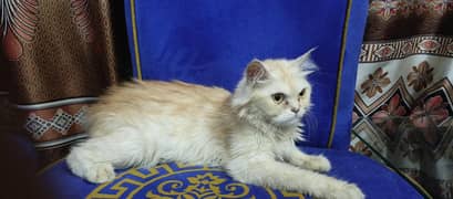 triple coated hazel eyes Persian 