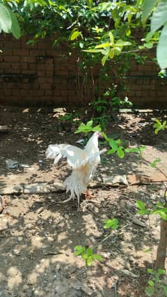White Aseel Breeder Quality