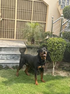 Extreme import quality trained rottweiler