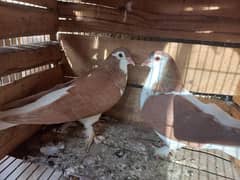 pigeon for sale