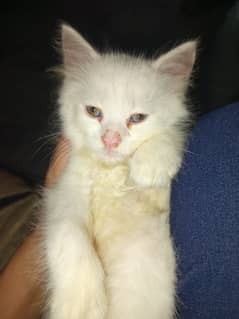 Persion kitten white colour