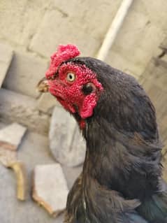 Aseel Lasani Mushka Murgha for sale.