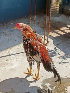 amroha aseel chicks / Aseel / اصیل / Amroha aseel chicks for sale