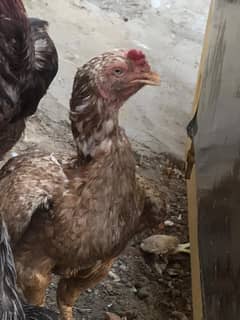 eggs da the ha home breed ha urgent sale