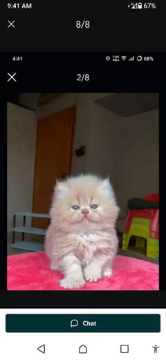 Persian cat for sale male or my WhatsApp 0346=11=21=062
