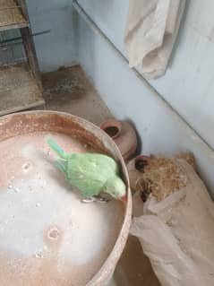 RINGNECK CHECKS