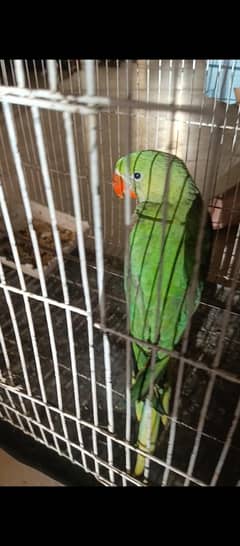 Raw parrot Self bacha