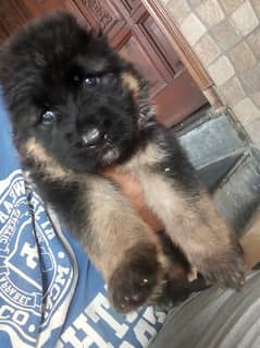 German shepherd Longcot pair