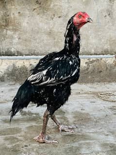Top Quality Old bloodline long height Murgi
