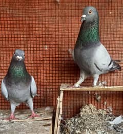 Pigeon 2 pair & 1 single nr 5 piece for sale 0308-5000940