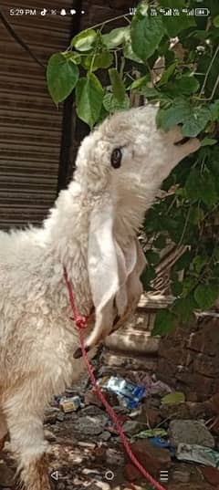 kajli female sheep