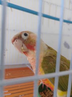 Pineapple Conure High Red Factor