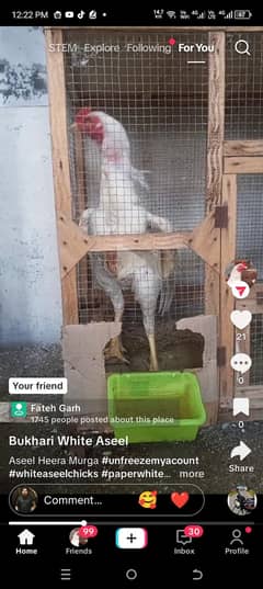 white Aseel Heera Murga  and chicks