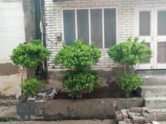 Three plants of Panda Ficus