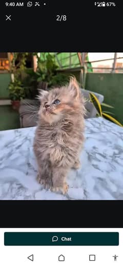 Persian cat for sale male or my WhatsApp 0346=11=21=062