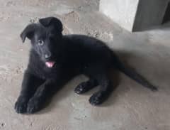 German shepherd  puppy female stock coat  2 month age