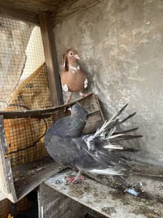 Pigeons