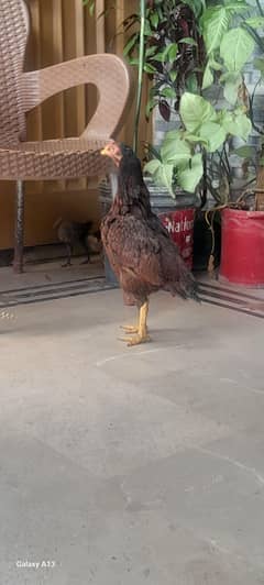 Aseel hen with chicks