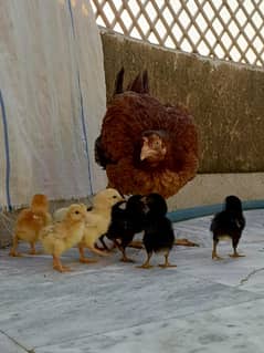 aseel/hen aseel/murgi aseel/chicks desi/hen hen with chick choza/murga
