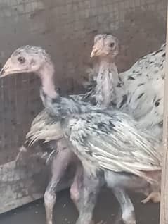 3 months age hai black colour total 6 hain  2 hazar per piece