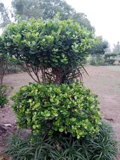 Panda Ficus decoration plants on cheep rates
