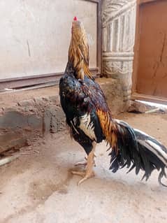 Mianwali