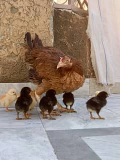 aseel/hen aseel/murgi desi/hen aseel/chicks hen with chicks