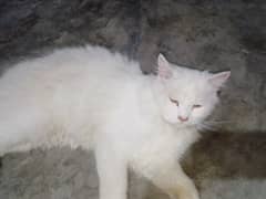 Cat For Sale