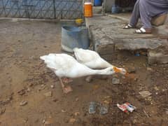 Ducks