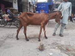nagri bakri