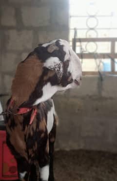 Bakra