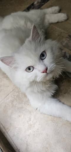 Persian male cat